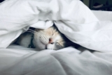 Best Supplements for Sleep 2026: What Science Says Actually Works