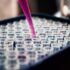 Spermidine Supplement 2026: The Autophagy Activator Longevity Researchers Are Watching